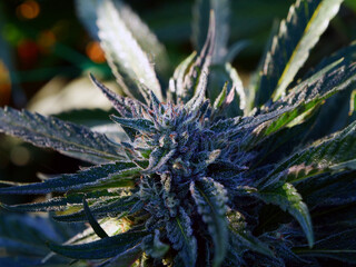 Outdoor Sungrown Full Spectrum Cannabis Marijuana Flower Plant Bud Colorful Malibu Mirage