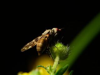fly on a flower