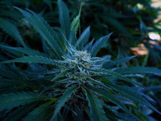 Outdoor Sungrown Full Spectrum Cannabis Marijuana Flower Plant Bud Colorful Strawberry Banana