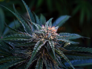 Outdoor Sungrown Full Spectrum Cannabis Marijuana Flower Plant Bud Colorful Marshmello OG