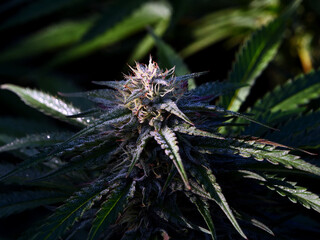 Outdoor Sungrown Full Spectrum Cannabis Marijuana Flower Plant Bud Colorful Marshmellow OG