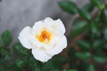 white rose in the garden