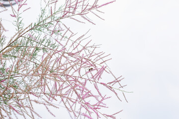 Fototapeta na wymiar Tamarix or tamarisk or Salt cedar. Green plant with pink flowers.