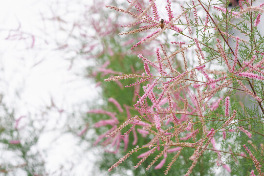 Tamarix or tamarisk or Salt cedar. Green plant with pink flowers.