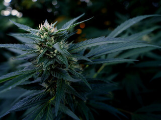 Outdoor Sungrown Full Spectrum Cannabis Marijuana Flower Plant Bud Colorful Marshmellow OG