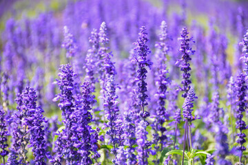 lavender field in region