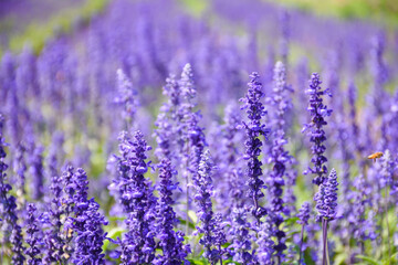 purple flowers in the garden