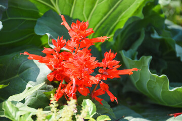 red and yellow flower