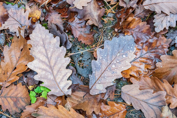 Autumn leaves covered by raindrops on pebbly ground