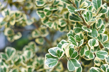 Cover the many green leaves of the Mistletoe Fig or Mistletoe Rubber Plant in the morning light garden. beautiful bush