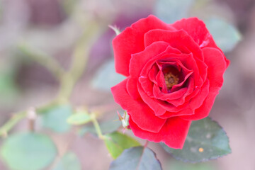 red rose in the garden