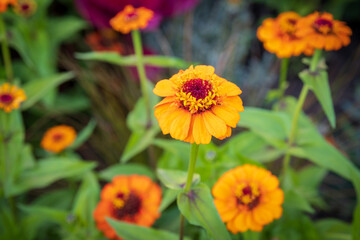 Symmetrical  group of five orange Zinnia elegans