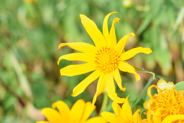 Tithonia Diversifolia also known as Marigold Tree nature background