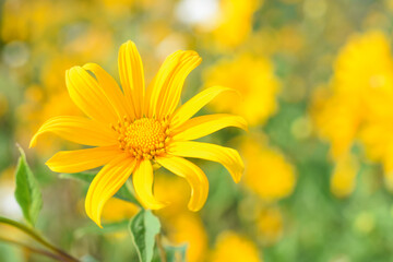 Tithonia Diversifolia also known as Marigold Tree nature background