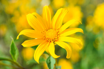 Tithonia Diversifolia also known as Marigold Tree nature background