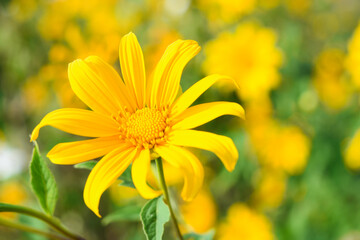 Tithonia Diversifolia also known as Marigold Tree nature background