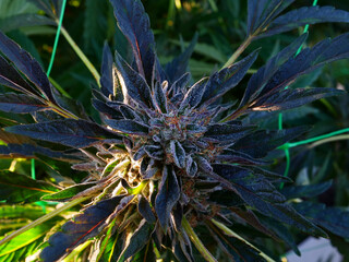 Naklejka na ściany i meble Outdoor Sungrown Full Spectrum Cannabis Marijuana Flower Plant Bud Colorful Cherry Cheesecake
