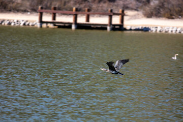 A Black California Merganser Seabird Flying Low over the Water at a Recreational Lake Avery Fast and Streamlined
