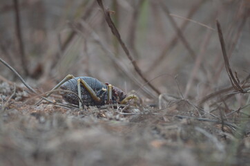 black ant on the ground