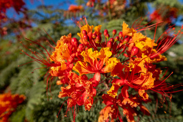 Barbados Flower Fence, Barbados Pride, Dwarf Poinciana, Peacock Flower, Bloom with the Pistils and Stamens Clearly Visible