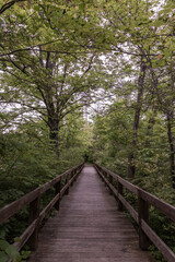 Fototapeta premium wooden boardwalk in the forest