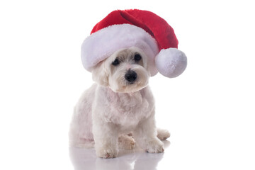 Full length of sitting maltese dog wearing Christmas hat,isolated