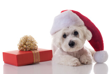 Laying maltese dog wearing Christmas hat with gift box ,isolated