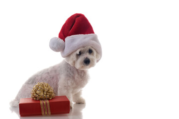 Full length of sitting maltese dog wearing Christmas hat with gift box ,isolated with copyspace for text