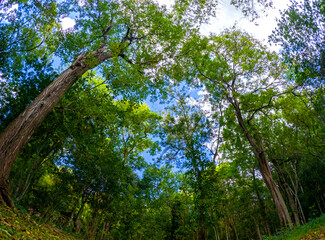 Fototapeta premium View of a forest found at Powder Mills Nature Walk which is located in the north of Mauritius island