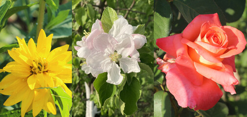 A collage of yellow, pink and red flowers. A postcard with a spring motif