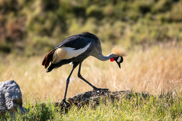 A Grey Crowned Crane, also known as the African Crowned Crane, Golden Crested Crane, in a Grassy Field Foraging for Food