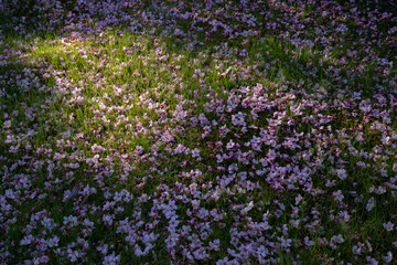 Ornamental gardens. Closeup view of Prunus serrulata, also known as Japanese flowering cherry or Sakura, pink flower petals laying in the green grass in the park at sunset.