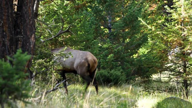 Large bull elk bugles in lush woods, then walks off; static shot