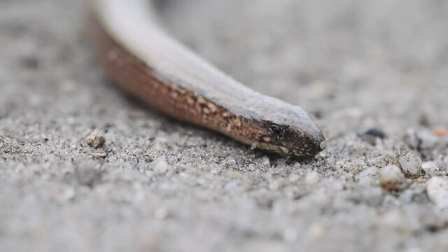 Close up of slow-worm or blindworm lizard crawling on the sand