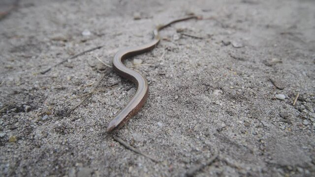Focused close-up of a slow worm crawling along the ground towards the camera