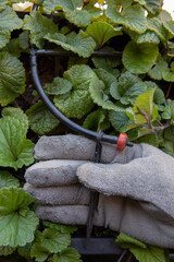 Garden care. Gardener hand holding a small hose of the automatic irrigation system for drip...