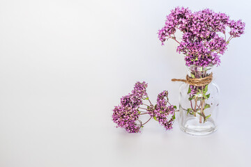 Oregano, Collect valuable flowers Origanum vulgare from moment of flowering, and start drying. clear bottle isolated on white background. Alternative medicine. Herbal concept, Clipping mask