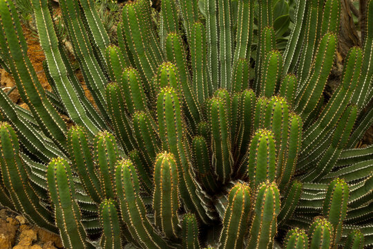  Slender Candelabra Euphorbia, Mountain Milk-bush, Avas Euphorbia (Euphorbia avasmontana) in the botanical garden .