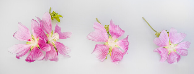 Malva alcea , greater musk-mallow, cut-leaved mallow, vervain mallow or hollyhock mallow fresh flowers collected in meadow for preparation of tincture to rub flowers isolated on white background