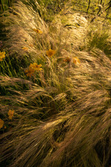 The golden meadow at sunset. View of Stipa ornamental grass and Coreopsis grandiflora long yellow flowers blossoming in the field with a dusk light. 