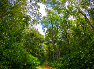 Fototapeta premium View of a forest found at Powder Mills Nature Walk which is located in the north of Mauritius island