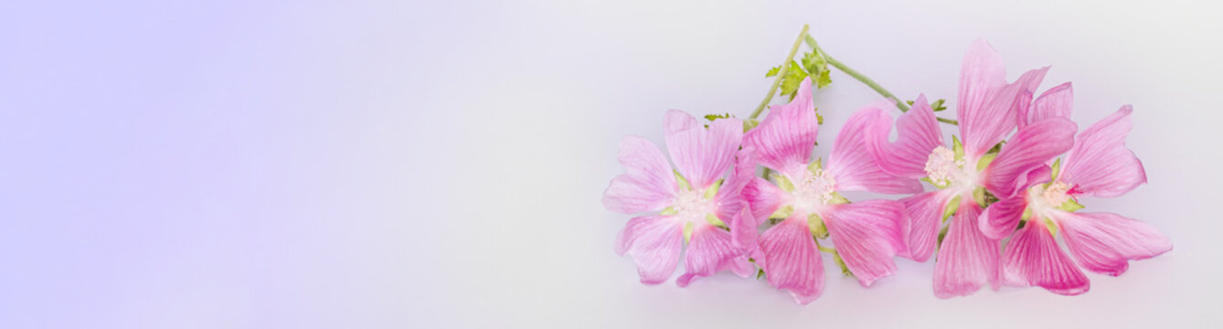 Malva alcea , greater musk-mallow, cut-leaved mallow, vervain mallow or hollyhock mallow fresh flowers collected in meadow for preparation of tincture to rub flowers isolated on white background