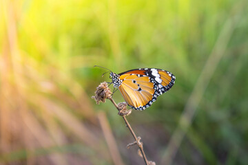 A beautiful butterfly perched on the grass.