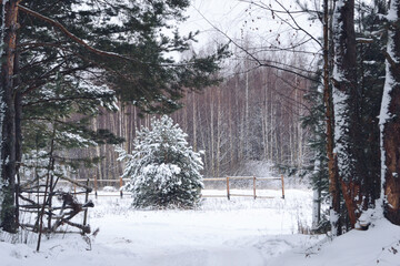 Fluffy spruce covered with snow. Winter landscape in the forest on a snowy field. Christmas tree.