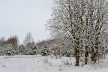Winter forest landscape. Dark silhouettes of snow-covered bare trees in a winter forest on a cloudy day