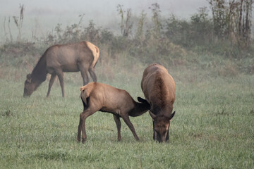 Naklejka na ściany i meble Elk Calf Nursing In Grassy Field