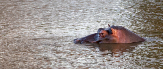 Aggressive Common Hippo Bull submerging in a lake in Africa