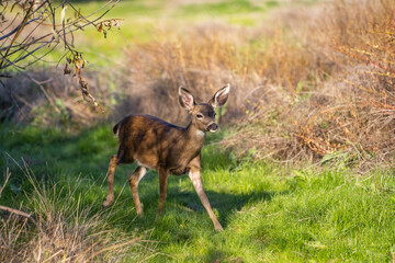 California Mule Deer (Odocoileus hemionus californicus) walking in the field. Beautiful deer in its natural habitat.