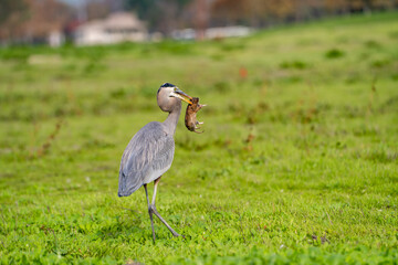 Great blue heron (Ardea cinerea) caught a gopher. Wildlife photography. 