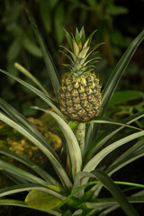 The Pineapple (Ananas comosus) in the botanical garden .